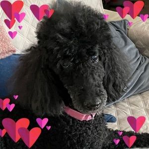 Meet your Posher, Gail